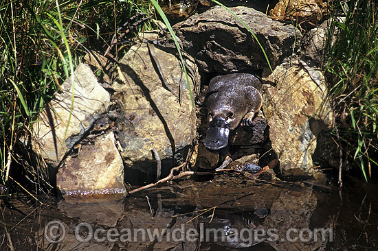 Platypus entering stream from burrow photo