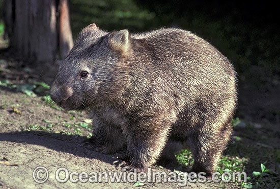 Common Wombat (Vombatus ursinus). New South Wales, Australia Photo - Gary Bell