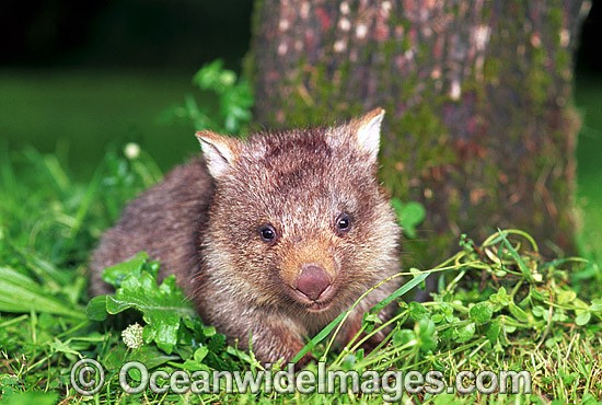 Baby Common Wombat Vombatus ursinus photo