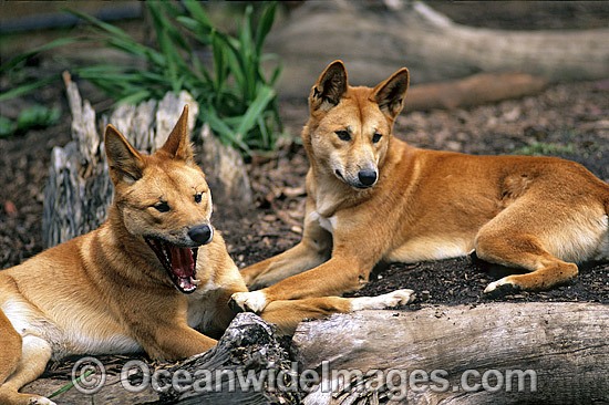 Dingo Wild Dog Stock Photos, Pictures and Images