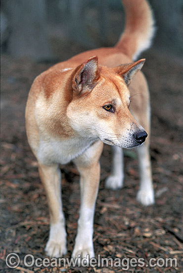 Dingo (Canus lupus dingo), a wild dog found throughout Australia in deserts, grasslands and the edges of forests. The dingo is the largest terrestrial predator in Australia and classified as Vulnerable on the IUCN List of Endangered Species. Photo - Gary Bell Dingo (Canus lupus dingo), a wild dog found throughout Australia in deserts, grasslands and the edges of forests. The dingo is the largest terrestrial predator in Australia and classified as Vulnerable on the IUCN List of Endangered Species. Photo - Gary Bell