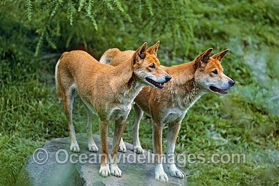 Wild Dog Canus dingo photo