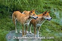 Wild Dog Canus dingo Photo - Gary Bell