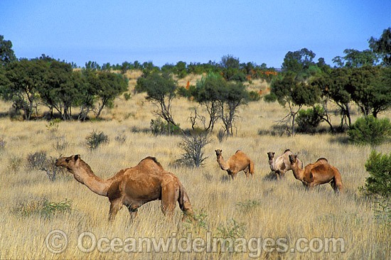 Feral Camels Camelus dromedarius photo
