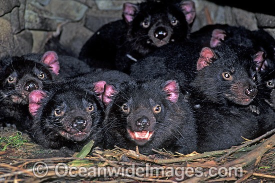 Den of Tasmanian Devil cubs photo