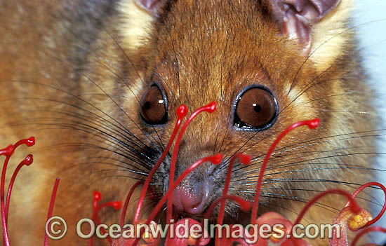 Common Ringtail Possum feeding on grevillea photo