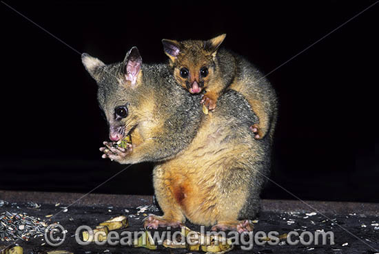 Common Brushtail Possum mother with baby photo