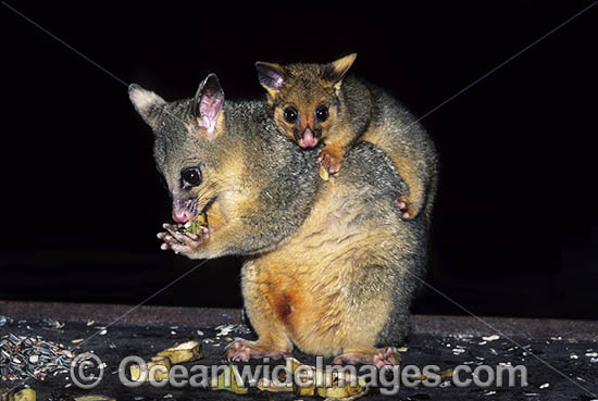Common Brushtail Possum mother with baby photo Common Brushtail Possum mother with baby photo