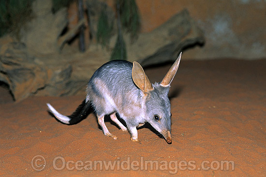 Greater Bilby (Macrotis lagotis). Eastern Australia.The Bilby formerly occurred over 70% of mainland Australia but now classified Vulnerable on the IUCN Red List. Rare and Endangered species. Photo - Gary Bell Greater Bilby (Macrotis lagotis). Eastern Australia.The Bilby formerly occurred over 70% of mainland Australia but now classified Vulnerable on the IUCN Red List. Rare and Endangered species. Photo - Gary Bell