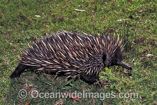 Short-beaked Echidna photo