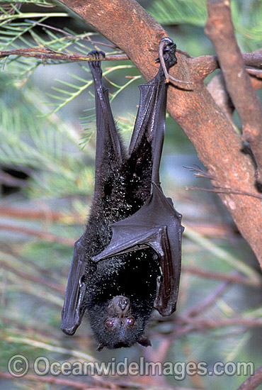 Black Flying-fox (Pteropus alecto). Also known as Fruit Bat, Fury Wing-foot and Megabat. Coastal Queensland, Australia Photo - Gary Bell Black Flying-fox (Pteropus alecto). Also known as Fruit Bat, Fury Wing-foot and Megabat. Coastal Queensland, Australia Photo - Gary Bell
