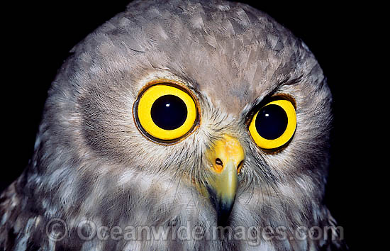 Barking Owl (Ninox connivens). Eastern Australia Photo - Gary Bell Barking Owl (Ninox connivens). Eastern Australia Photo - Gary Bell