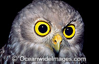 Barking Owl Ninox connivens Photo - Gary Bell