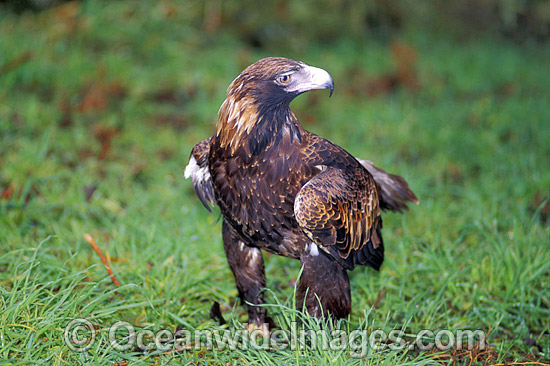 Wedge-tailed Eagle Aquila audax photo