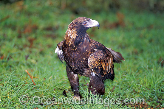 10 birds of prey to see in South Australia