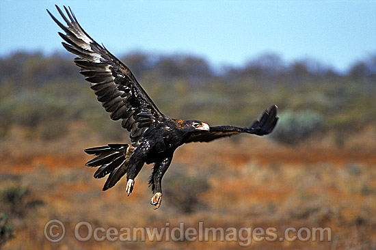 Wedge-tailed Eagle (Aquila audax) in flight. Photo taken in Central Australia. Photo - Gary Bell