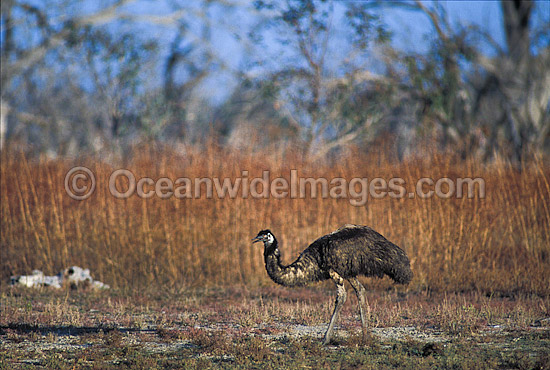 Emu Dromaius novaehollandiae photo