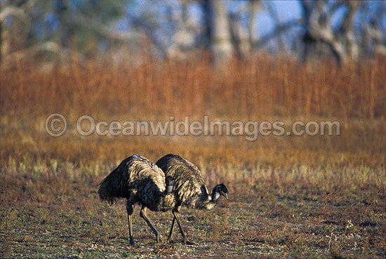 Pair of Emus photo Pair of Emus photo
