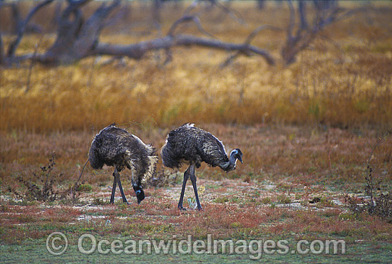 Pair of Emus (Dromaius novaehollandiae). Kinchega National Park, Menindee, New South Wales, Australia Photo - Gary Bell