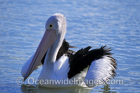 Australian Pelican Pelecanus conspicillatus photo