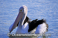 Australian Pelican Pelecanus conspicillatus Photo - Gary Bell