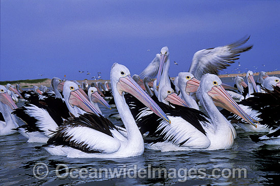 Australian Pelicans photo Australian Pelicans photo
