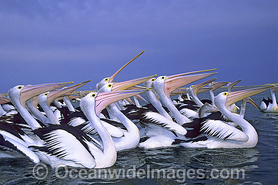 Australian Pelicans photo Australian Pelicans photo