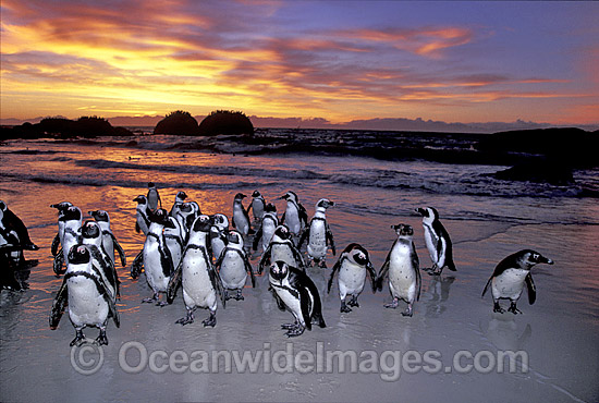 African Penguins Spheniscus demersus photo