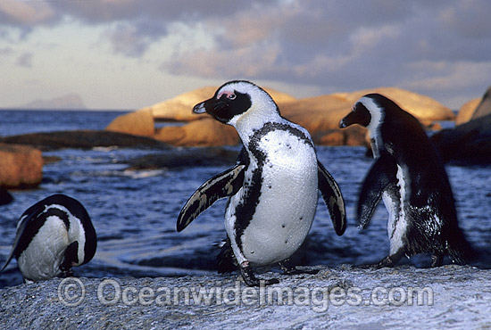 African Penguins Jackass Penguins photo