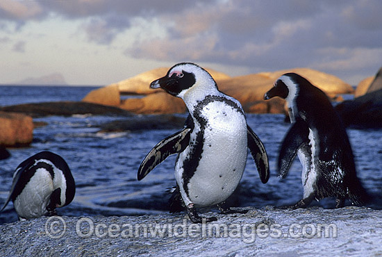 African Penguins Jackass Penguins photo African Penguins Jackass Penguins photo