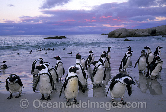 African Penguins Spheniscus demersus photo