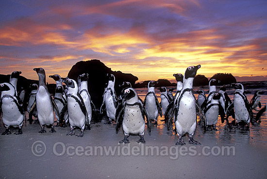 African Penguins (Spheniscus demersus) returning to nesting beach at sunset, after fishing at sea. Also known as Jackass Penguins. Boulder Beach, South Africa Photo - Gary Bell African Penguins (Spheniscus demersus) returning to nesting beach at sunset, after fishing at sea. Also known as Jackass Penguins. Boulder Beach, South Africa Photo - Gary Bell