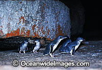 Fairy Penguins Eudyptula minor Photo - Gary Bell