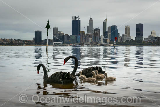 Black Swan (Cygnus atratus), parent birds with cygnets on the Swan River with Perth city in background. Perth, Western Australia. Photo - Gary Bell Black Swan (Cygnus atratus), parent birds with cygnets on the Swan River with Perth city in background. Perth, Western Australia. Photo - Gary Bell