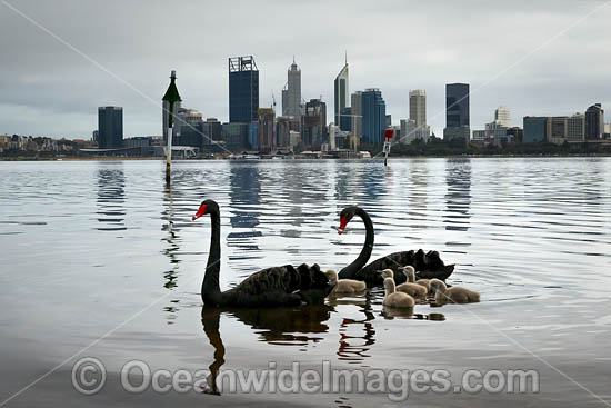 Perth and Black Swans photo Perth and Black Swans photo