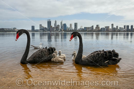 Black Swan (Cygnus atratus), parent birds with cygnets on the Swan River with Perth city in background. Perth, Western Australia. Photo - Gary Bell