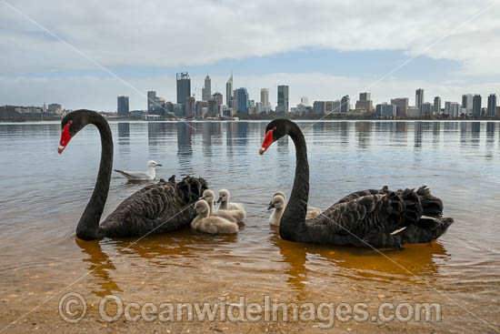 Black Swan (Cygnus atratus), parent birds with cygnets on the Swan River with Perth city in background. Perth, Western Australia. Photo - Gary Bell Black Swan (Cygnus atratus), parent birds with cygnets on the Swan River with Perth city in background. Perth, Western Australia. Photo - Gary Bell