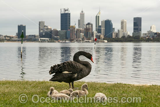 Black Swans Perth photo