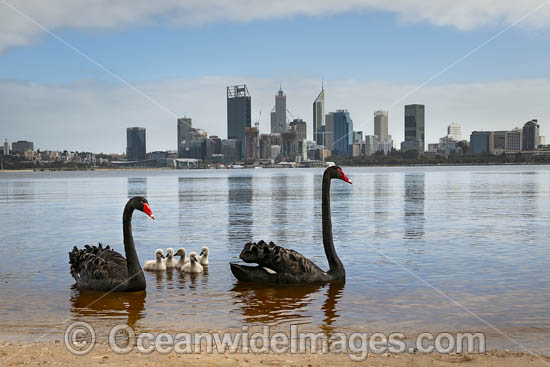 Black Swan (Cygnus atratus), parent birds with cygnets on the Swan River with Perth city in background. Perth, Western Australia. Photo - Gary Bell