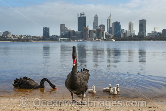 Swan River Perth photo