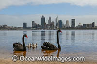 Perth and Black Swans Photo - Gary Bell