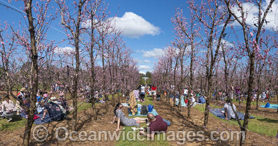 Walliston Blossom Festival photo