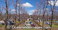 Walliston Blossom Festival Photo - Gary Bell