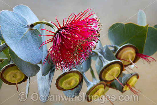 Mallee Rose Eucalyptus wildflower photo