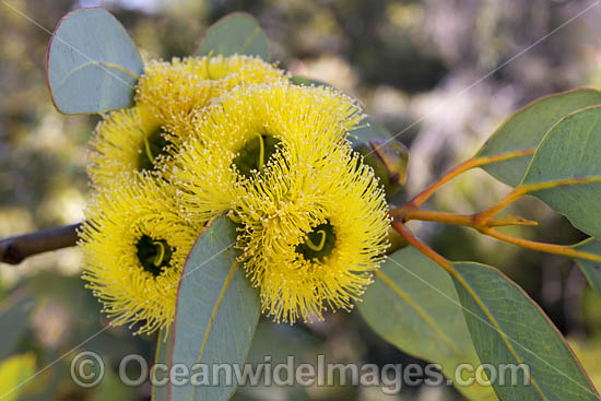Bookleaf Mallee (Eucalyptus kruseana). Kalgoorlie Goldfields, Western Australia. Photo - Gary Bell Bookleaf Mallee (Eucalyptus kruseana). Kalgoorlie Goldfields, Western Australia. Photo - Gary Bell
