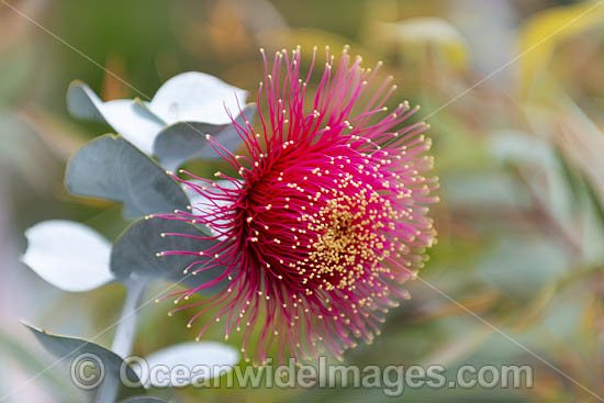 Rose of the West wildflower (Eucalyptus macrocarpa). Northern Heathlands, Western Australia. Photo - Gary Bell Rose of the West wildflower (Eucalyptus macrocarpa). Northern Heathlands, Western Australia. Photo - Gary Bell