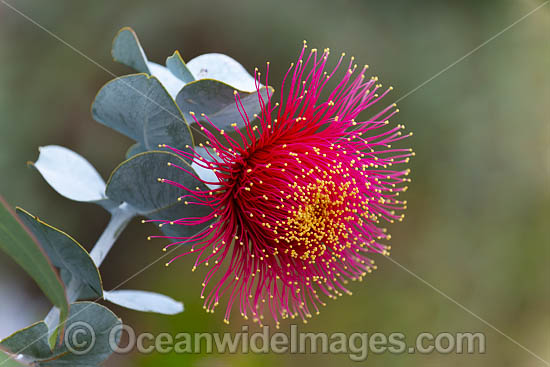 Rose of the West wildflower (Eucalyptus macrocarpa). Northern Heathlands, Western Australia. Photo - Gary Bell Rose of the West wildflower (Eucalyptus macrocarpa). Northern Heathlands, Western Australia. Photo - Gary Bell