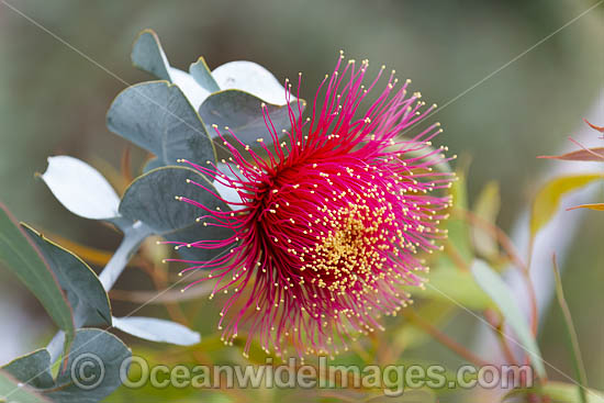 Rose of the West wildflower (Eucalyptus macrocarpa). Northern Heathlands, Western Australia. Photo - Gary Bell Rose of the West wildflower (Eucalyptus macrocarpa). Northern Heathlands, Western Australia. Photo - Gary Bell