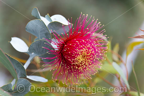 Rose of the West wildflower photo