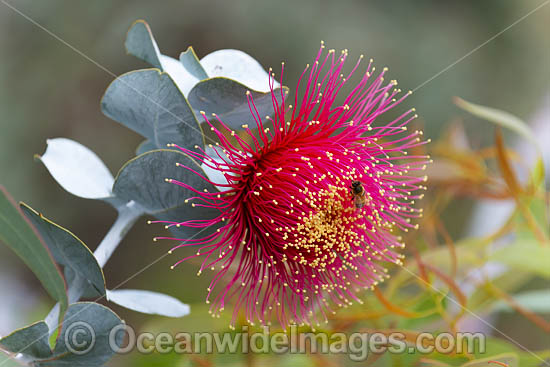 Rose of the West wildflower (Eucalyptus macrocarpa). Northern Heathlands, Western Australia. Photo - Gary Bell Rose of the West wildflower (Eucalyptus macrocarpa). Northern Heathlands, Western Australia. Photo - Gary Bell
